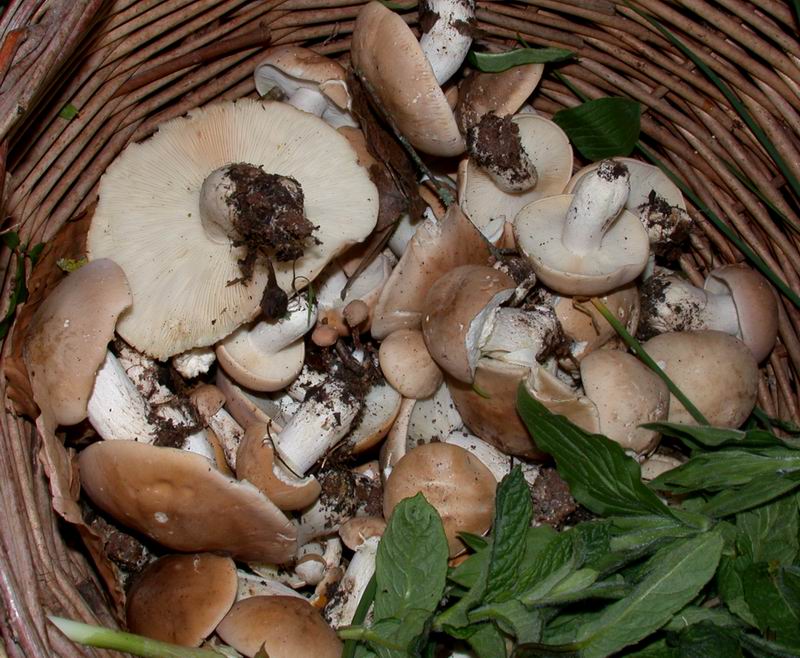 Breve escursione sul Monte Amiata